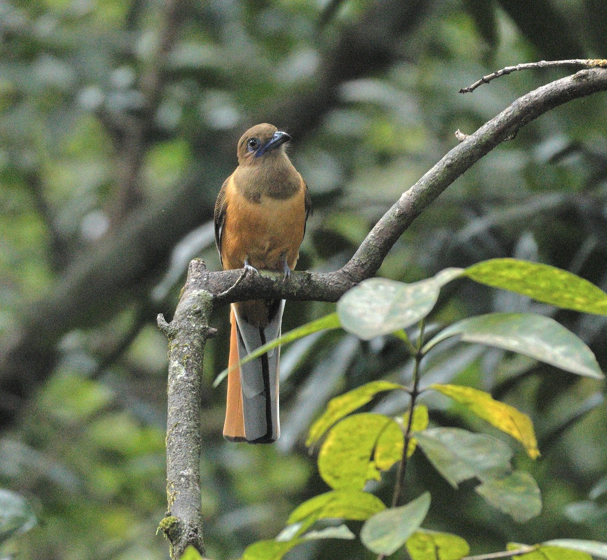 Malabar Trogon - ML644138688