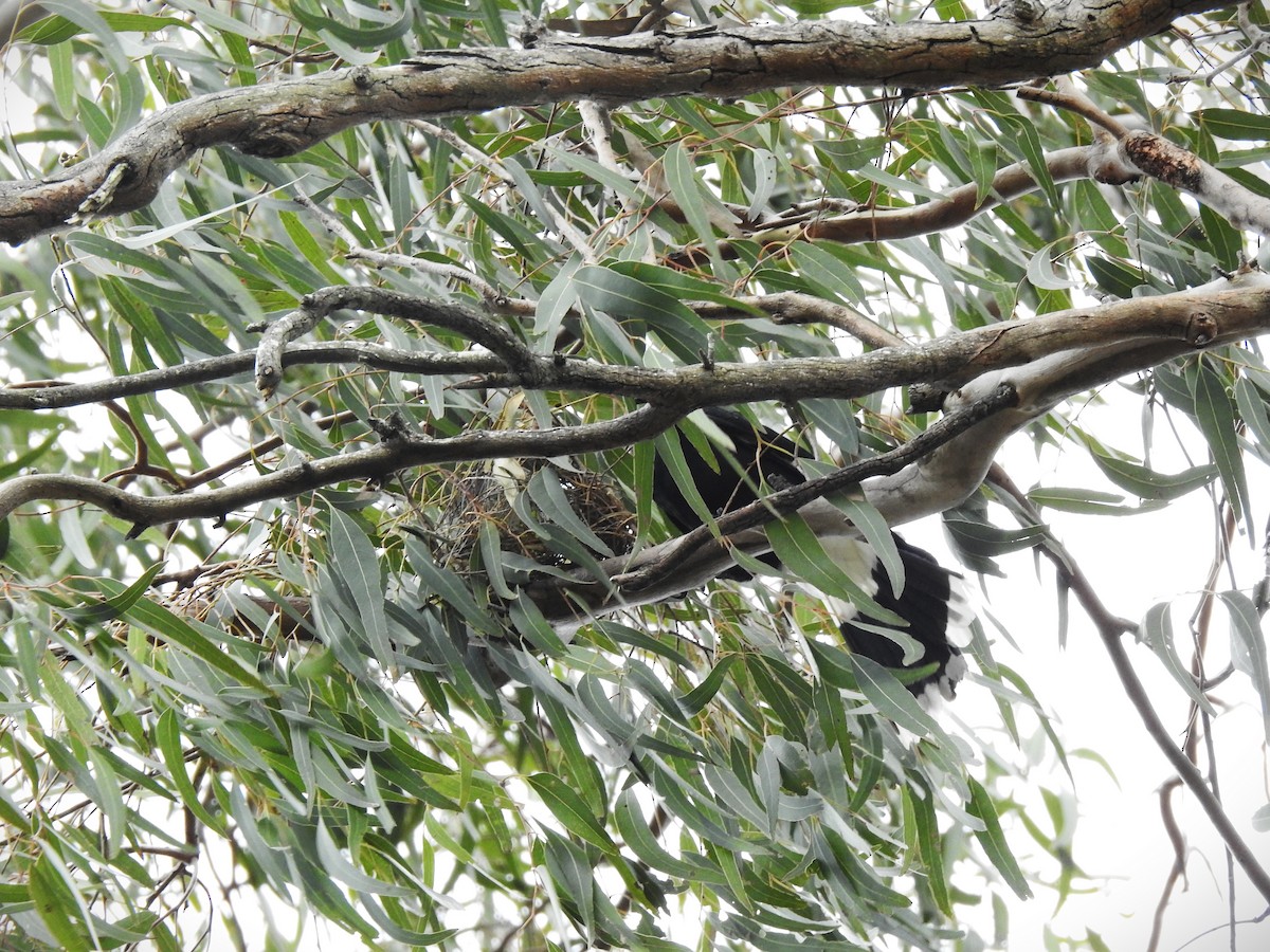 Pied Currawong - ML644138693
