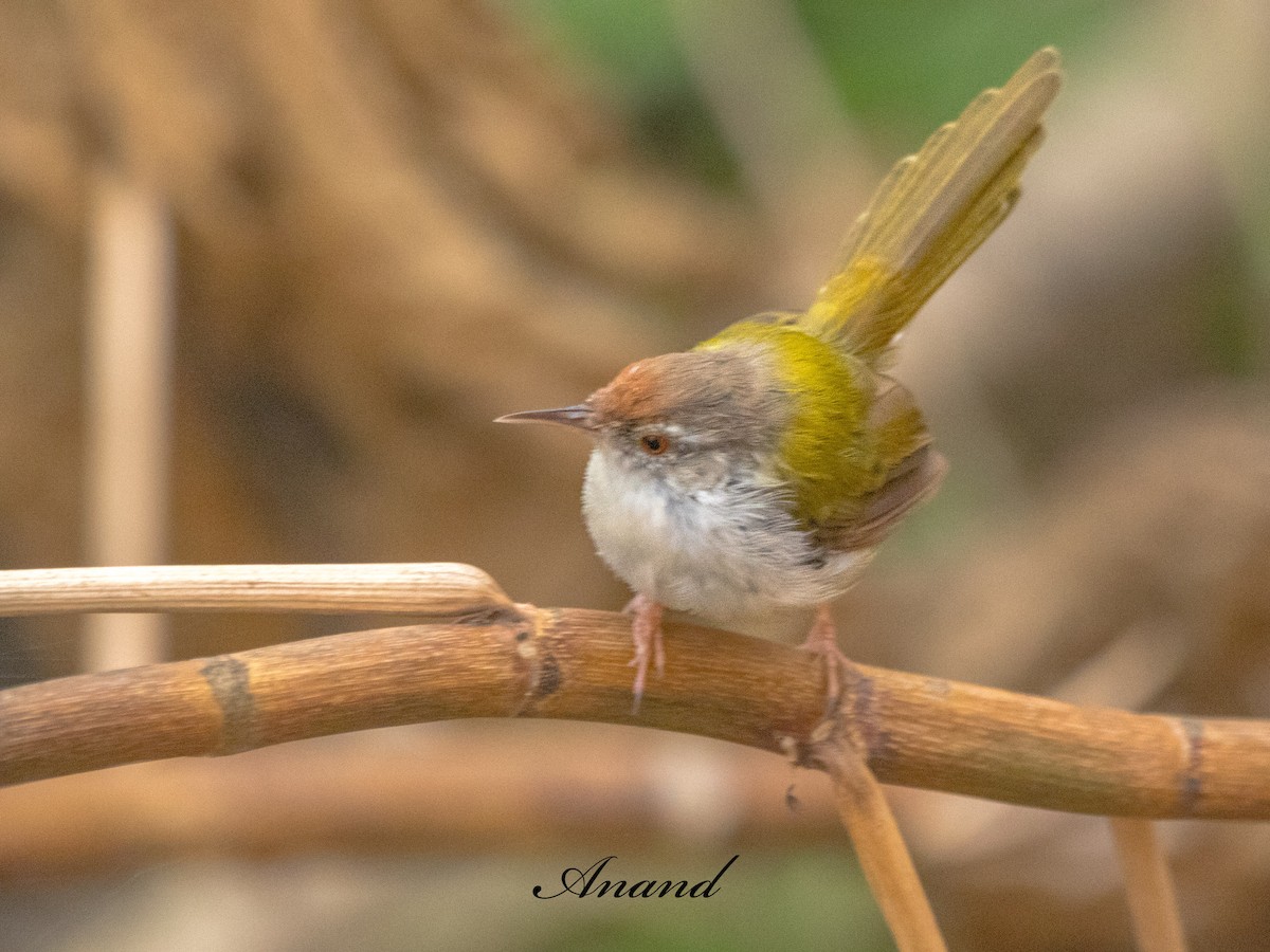 Common Tailorbird - ML644138697