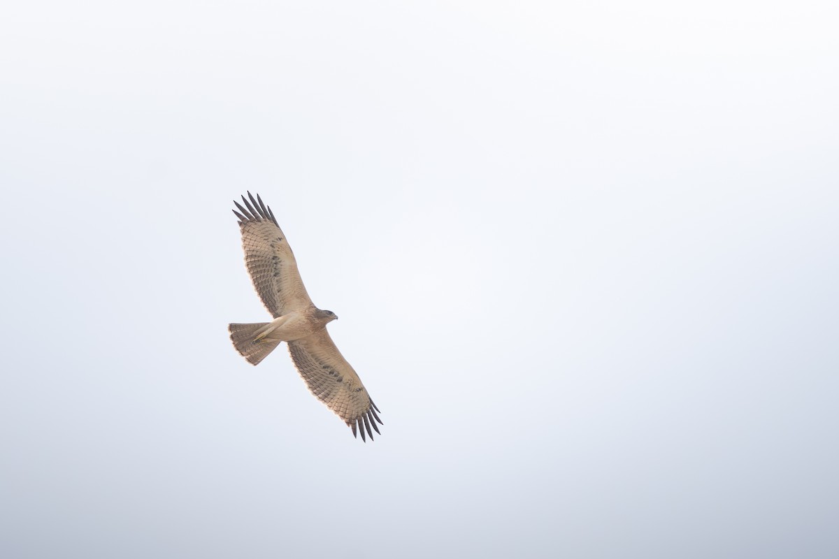 Aigle de Bonelli - ML644138714