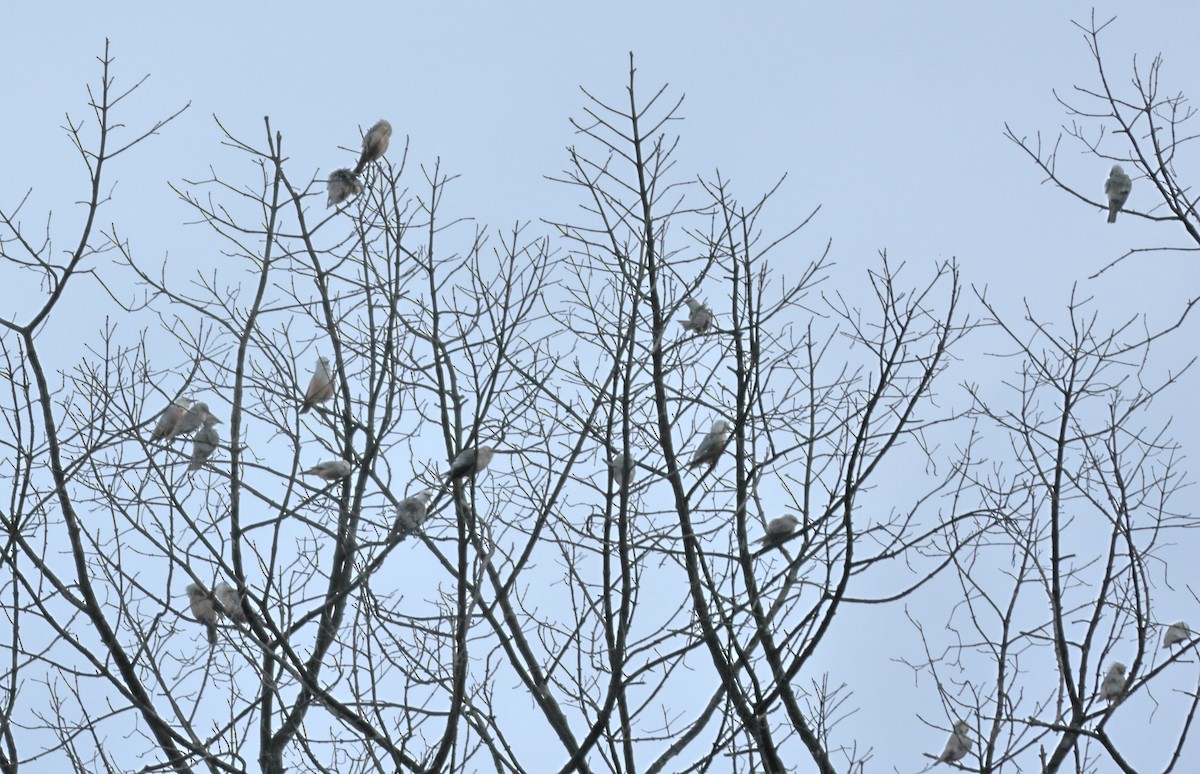 Malabar Starling - ML644138729