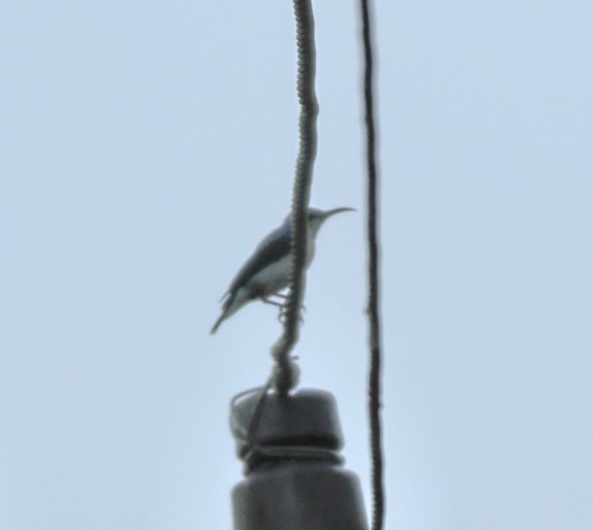 Loten's Sunbird - ML644138746