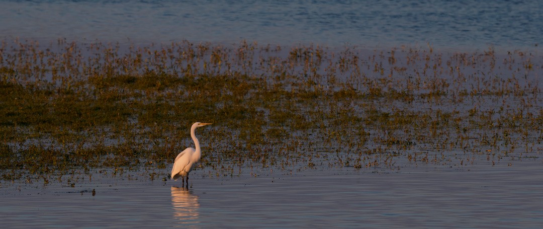 Цасч дэглий - ML644138751