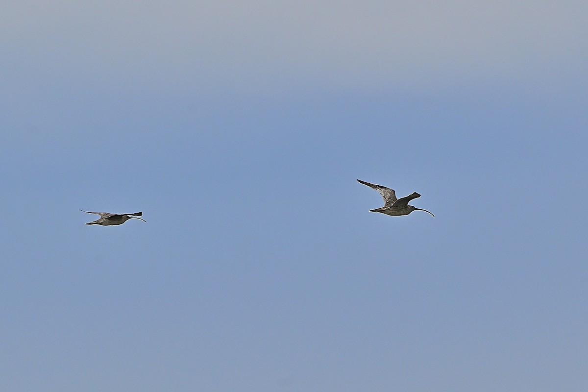 ホウロクシギ - ML644138775
