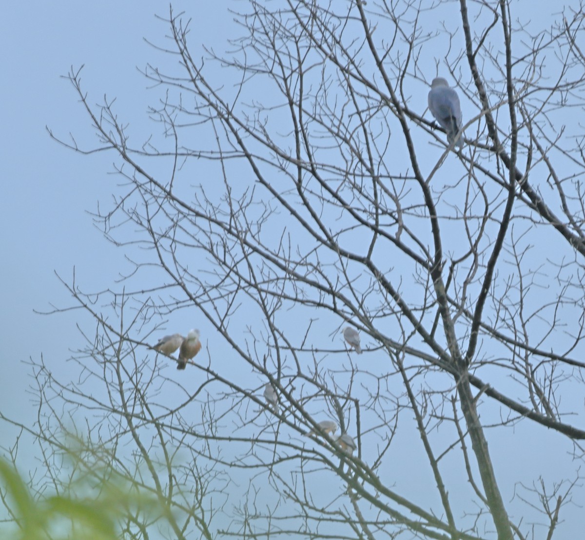 Malabar Starling - ML644138780