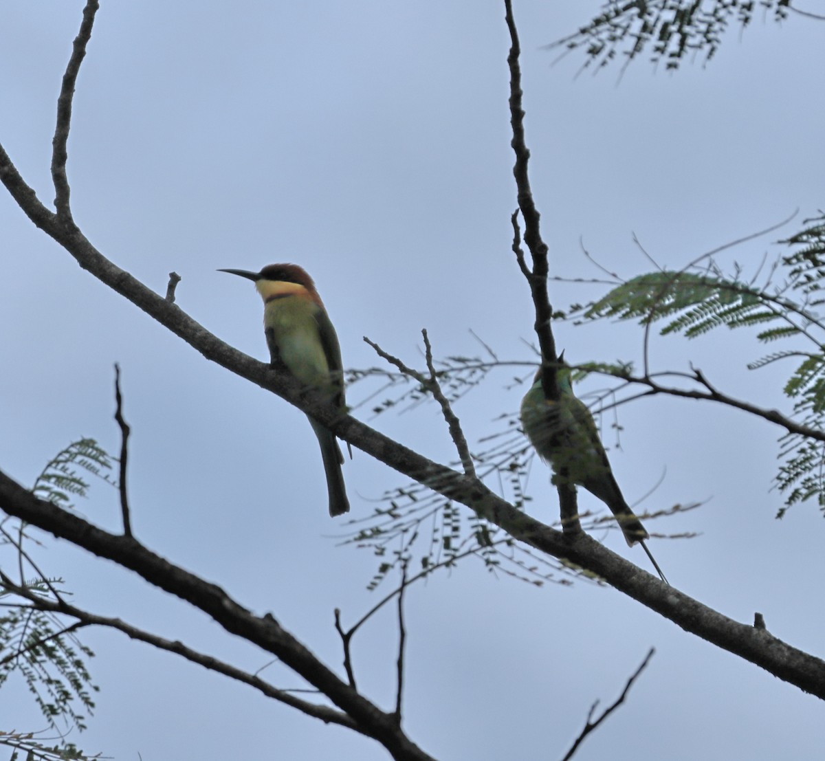 Chestnut-headed Bee-eater - ML644138799