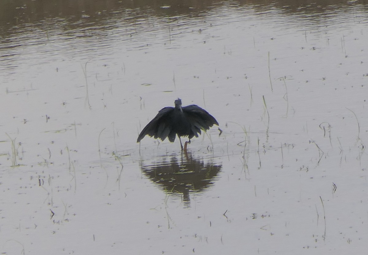 Black Heron - ML644138801