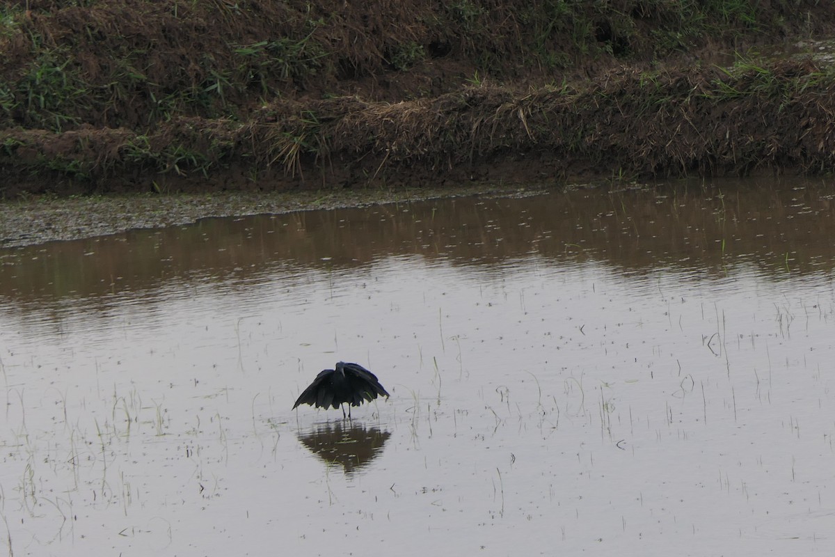 Black Heron - ML644138802