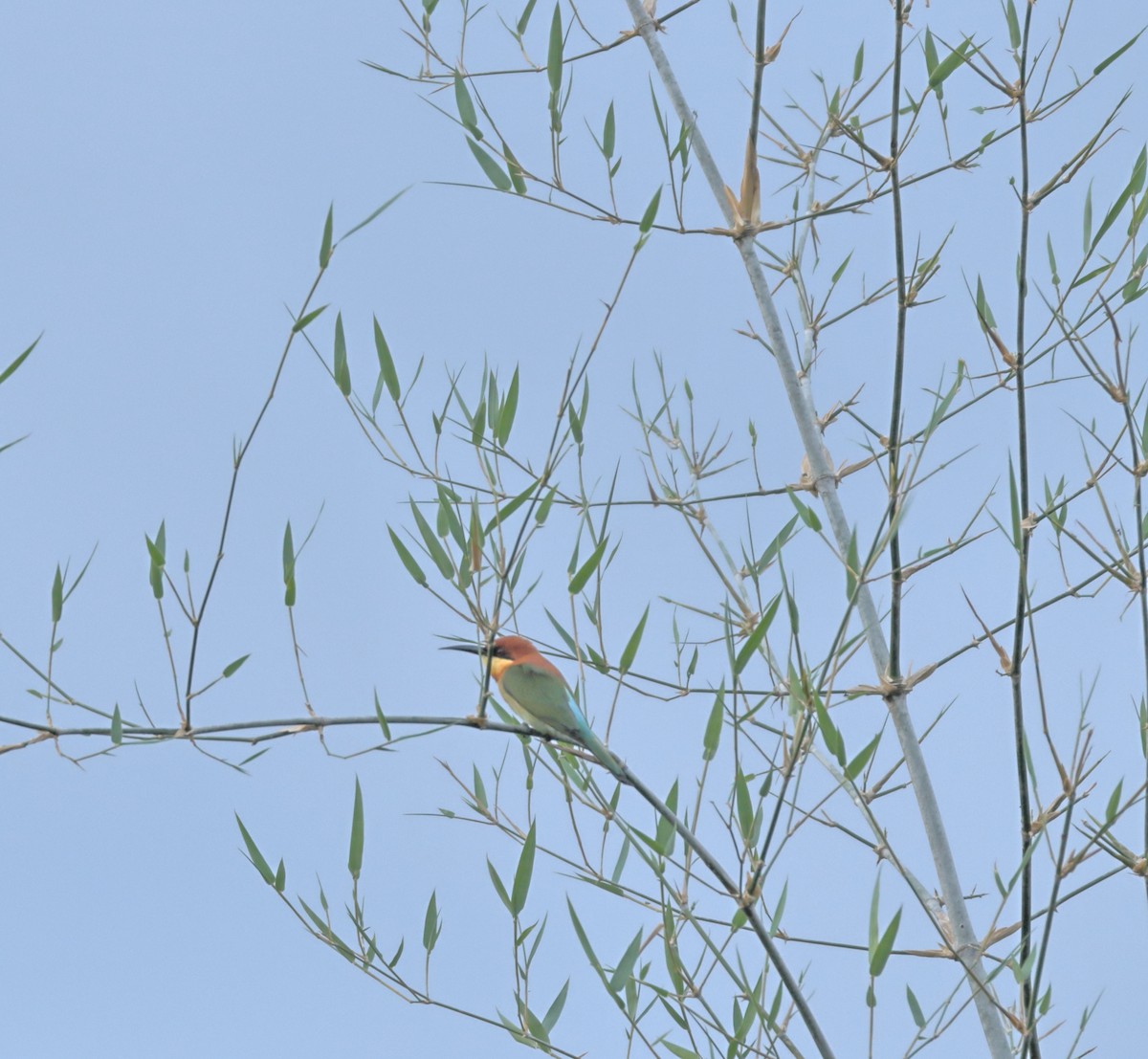 Chestnut-headed Bee-eater - ML644138803
