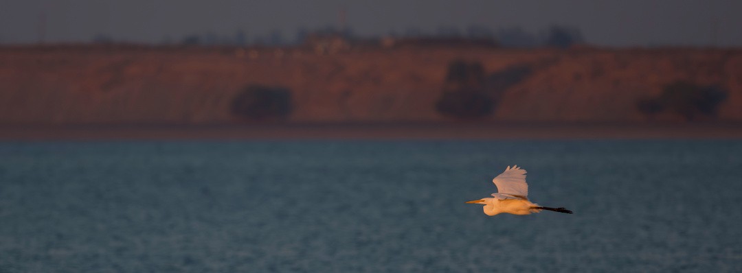 Цасч дэглий - ML644138830