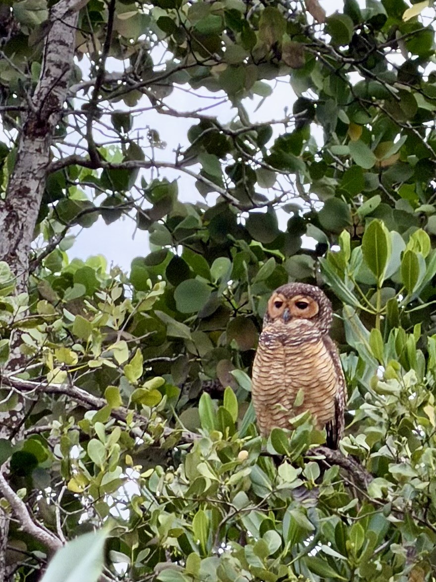 Spotted Wood-Owl - ML644138834