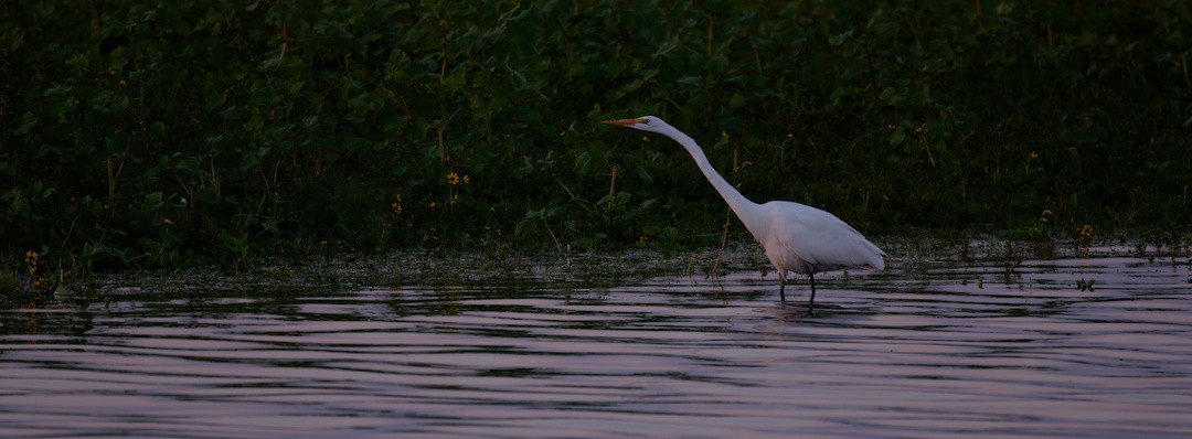 Цасч дэглий - ML644138836