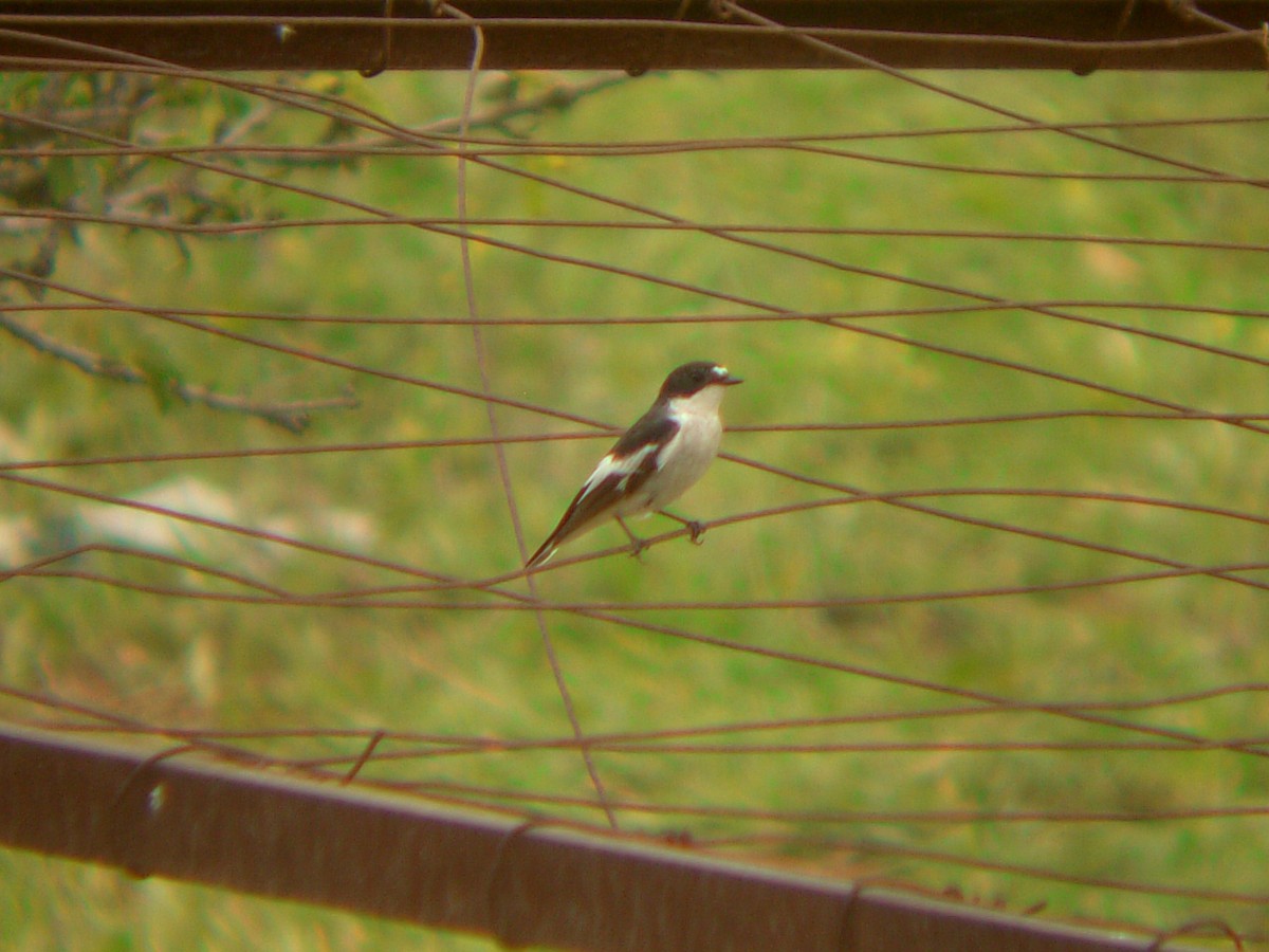 Semicollared Flycatcher - ML644138857