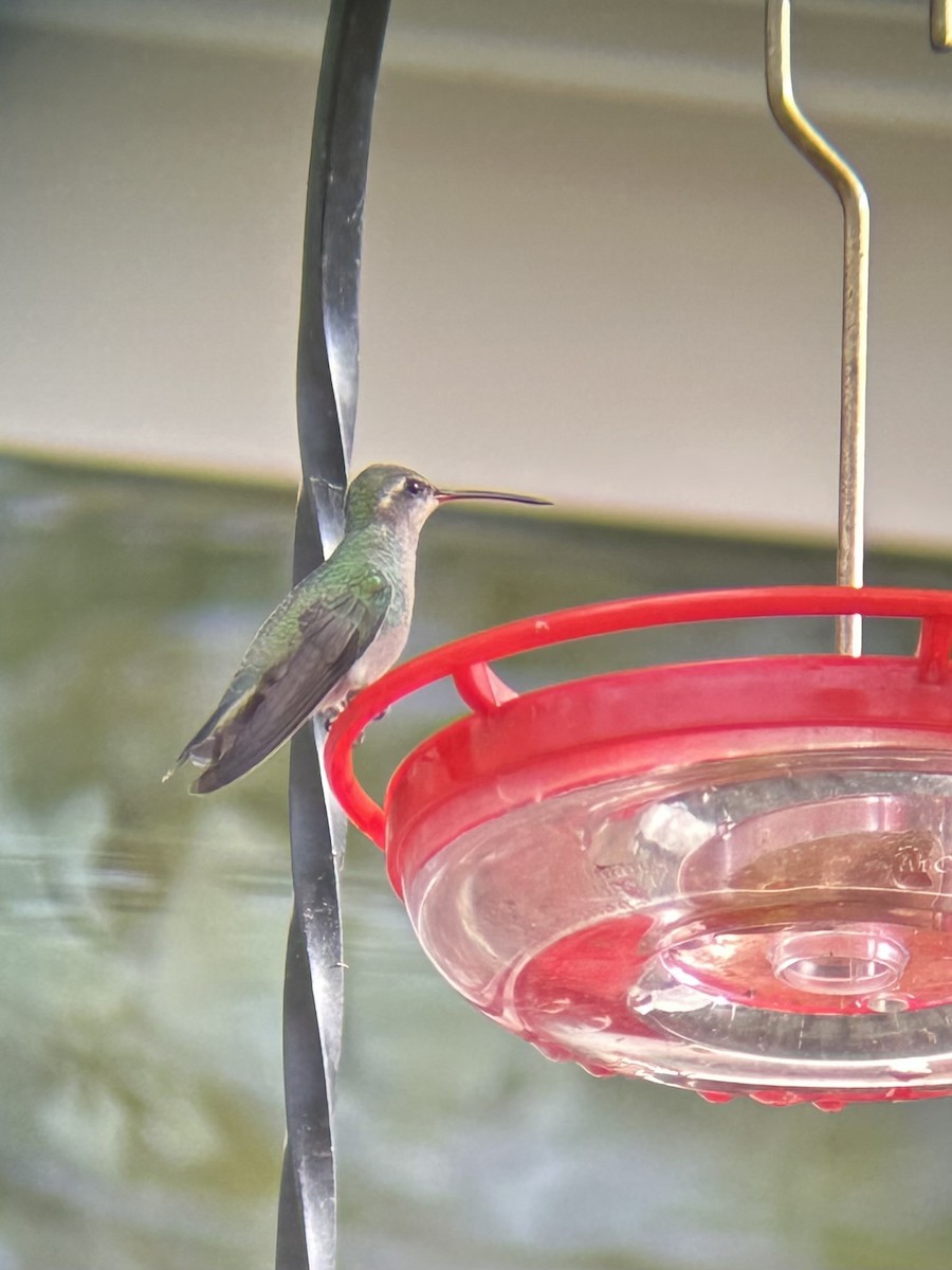 Broad-billed Hummingbird - ML644138858