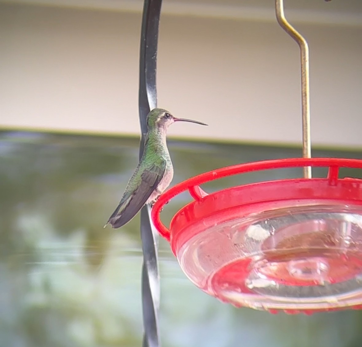 Broad-billed Hummingbird - ML644138859