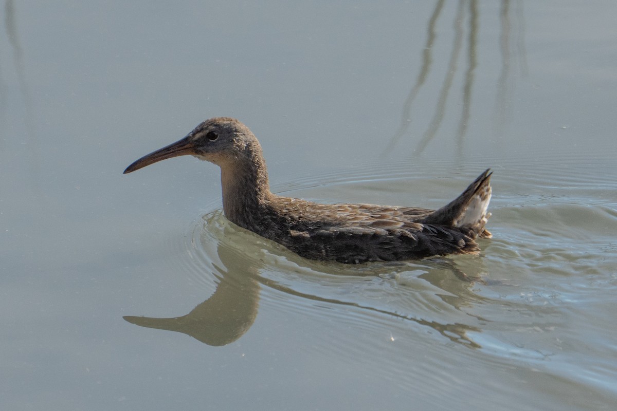 Clapper Rail - ML644138879