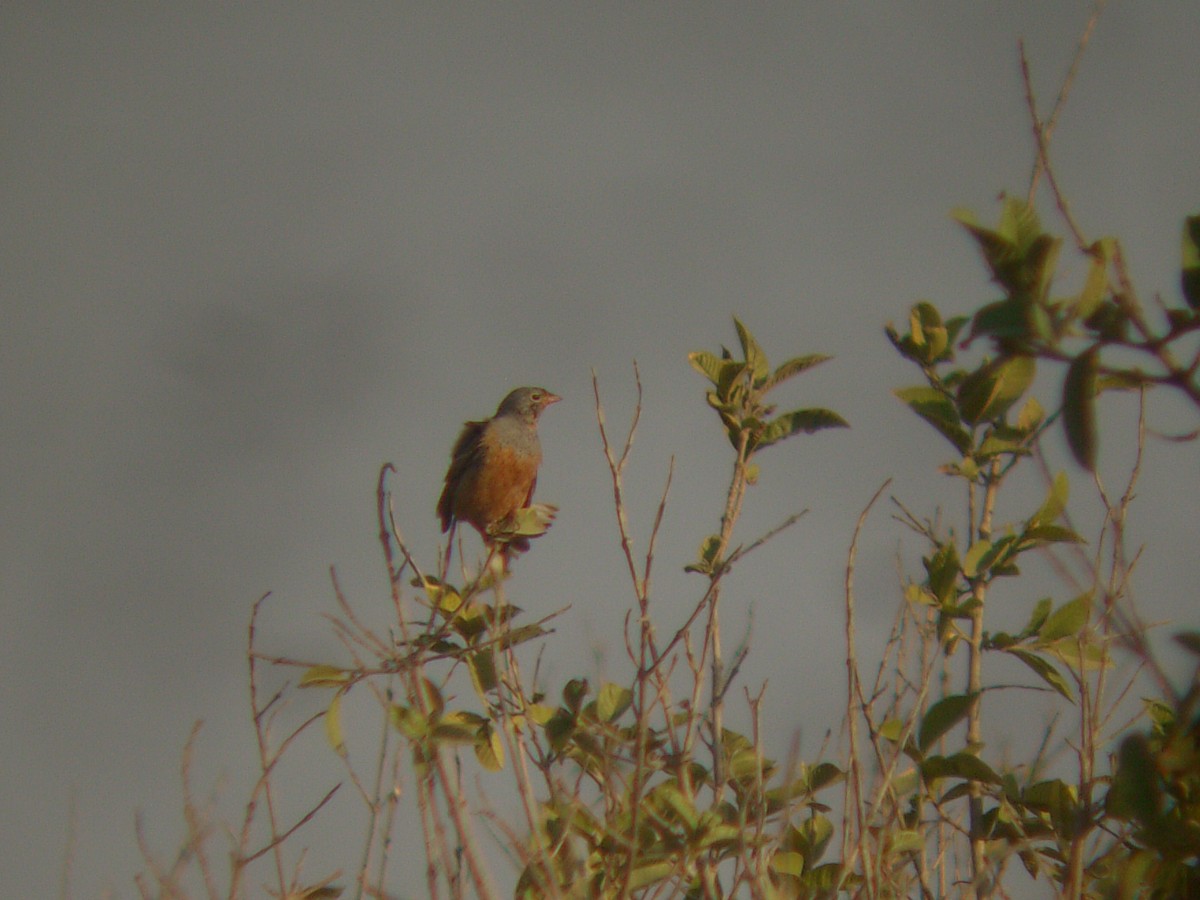 Овсянка Крешмара - ML644138906