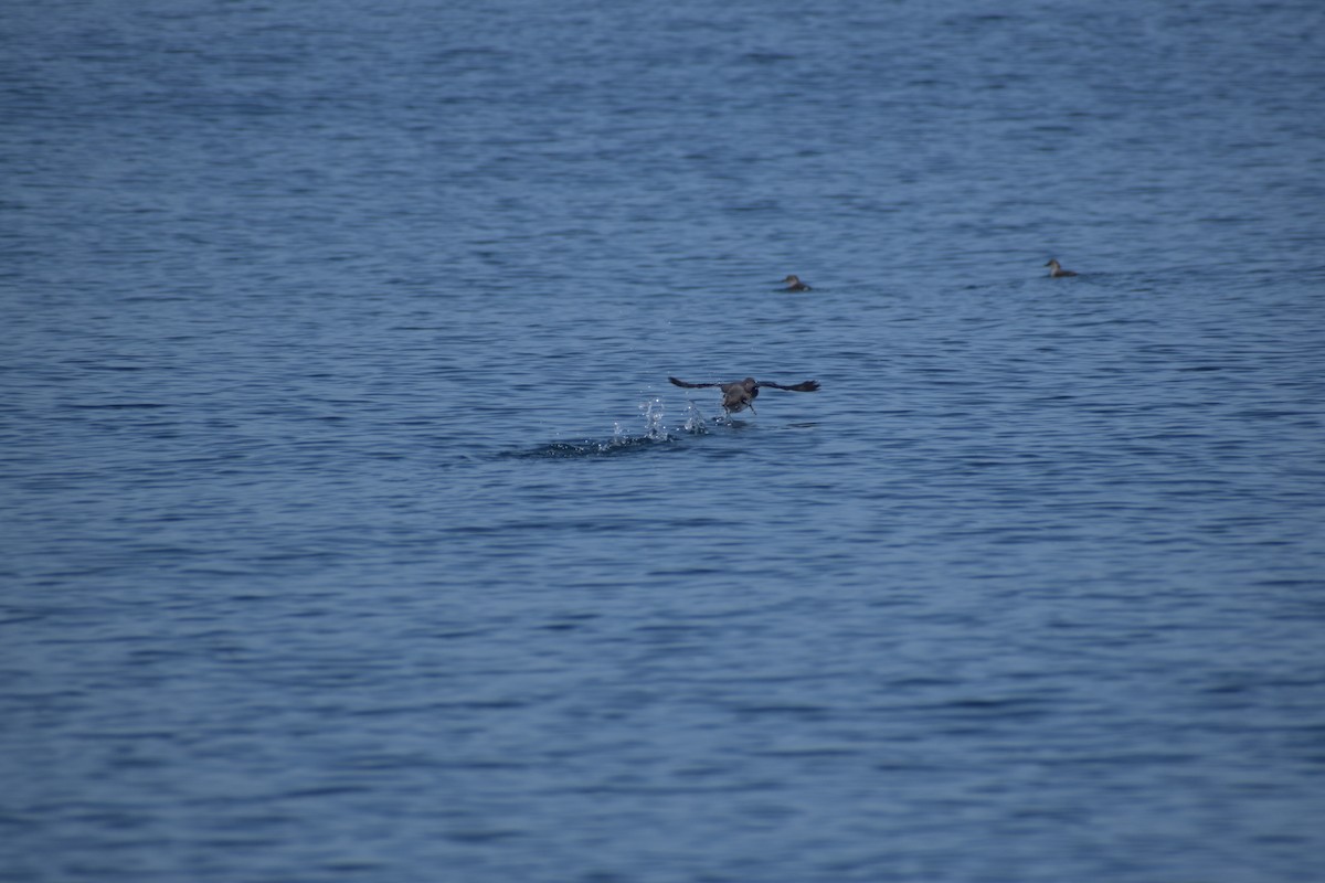 Cassin's Auklet - ML644138907