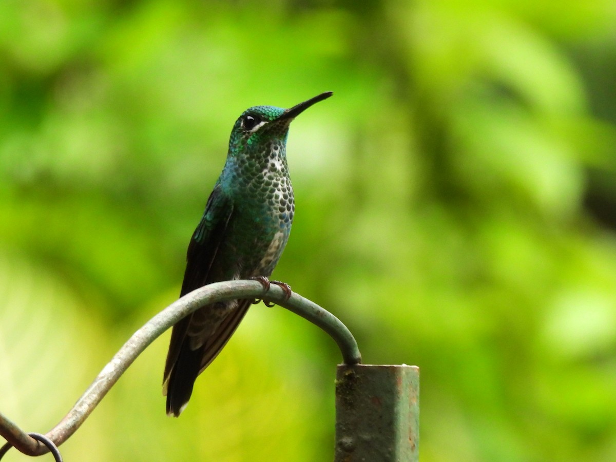 Green-crowned Brilliant - ML644138910