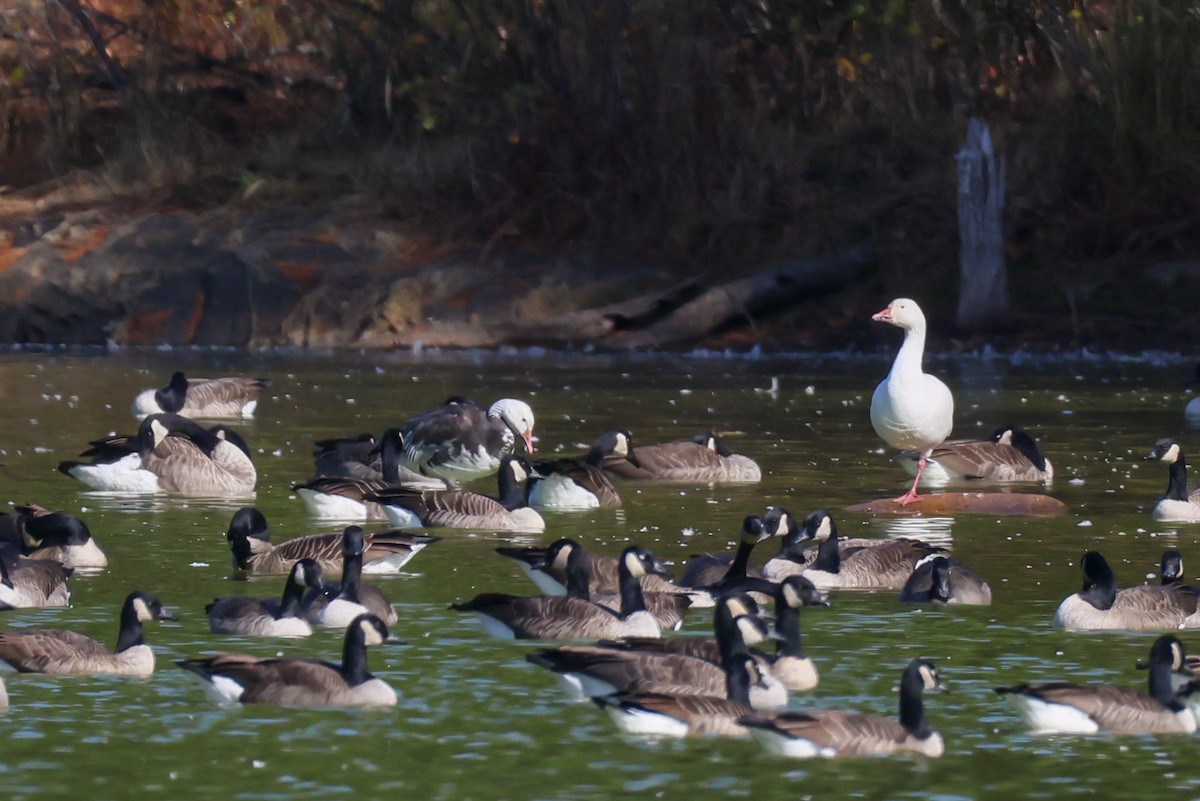 Snow Goose - ML644138913