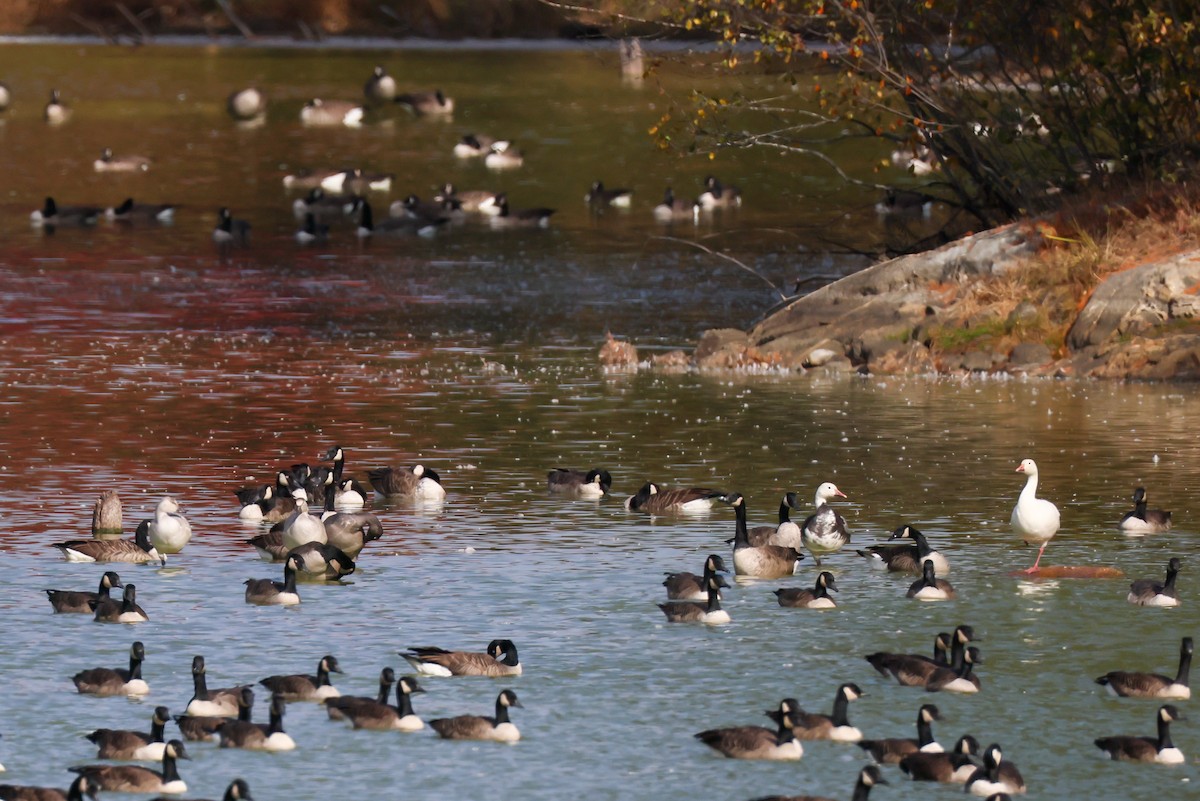 Snow Goose - ML644138914
