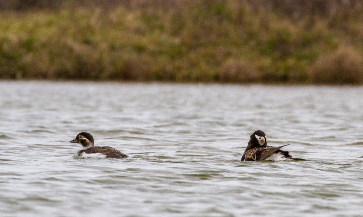 Long-tailed Duck - ML644138921