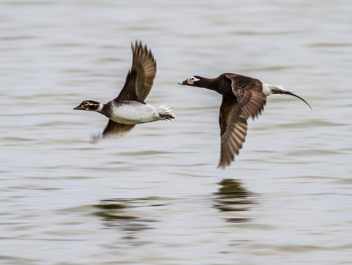 Long-tailed Duck - ML644138922