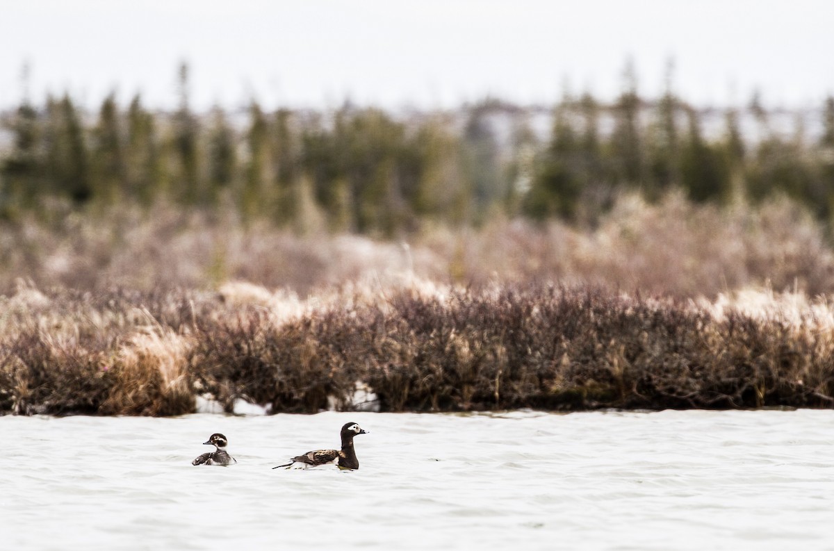 Long-tailed Duck - ML644138923
