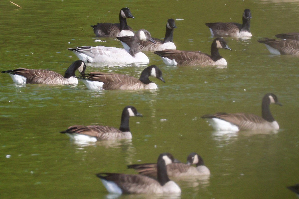 Canada Goose - ML644138924