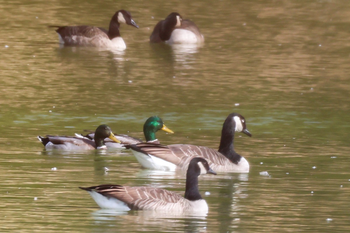 Mallard - ML644138926