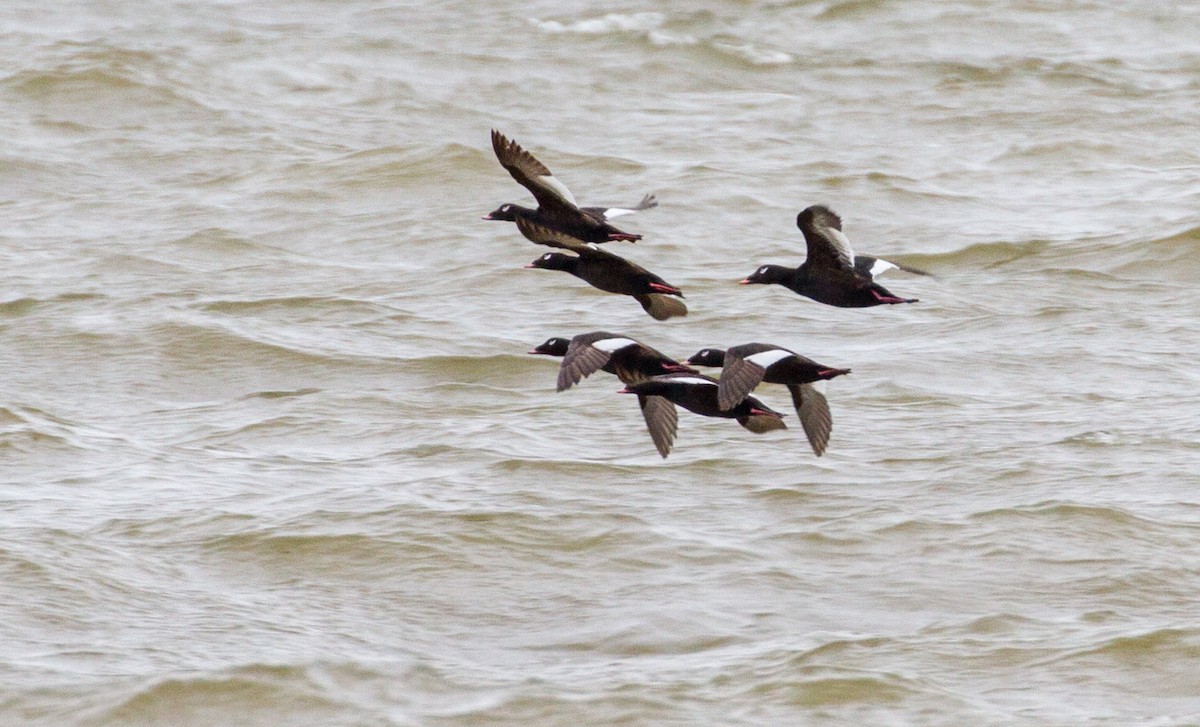 White-winged Scoter - ML644138927