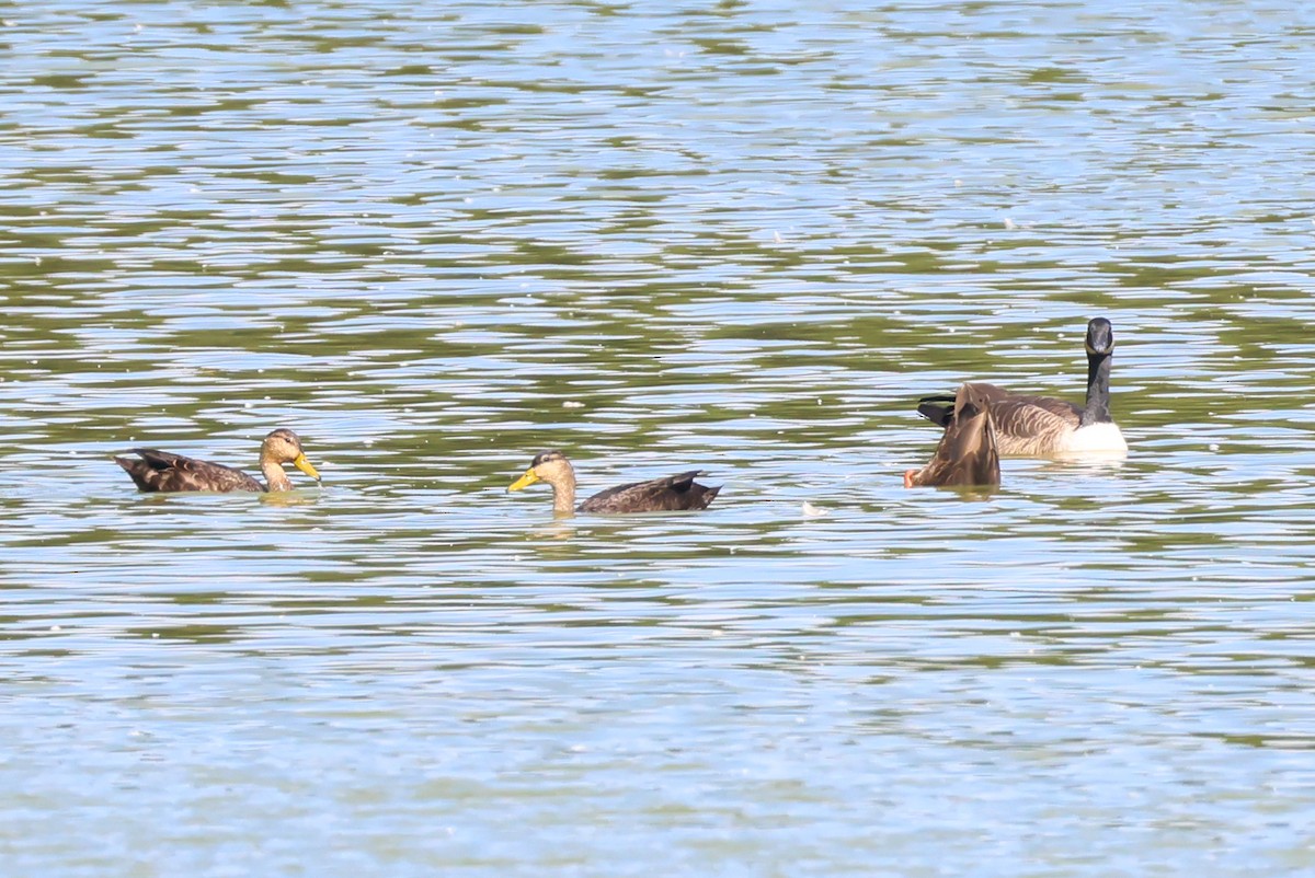 American Black Duck - ML644138930