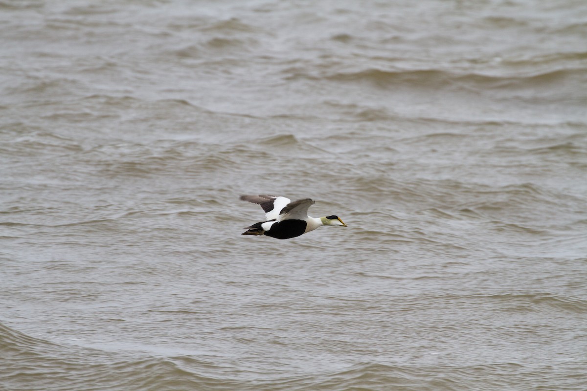 Common Eider - ML644138931