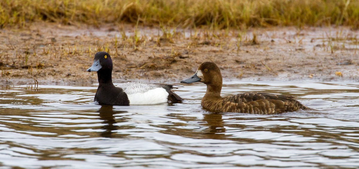 Greater Scaup - ML644138932
