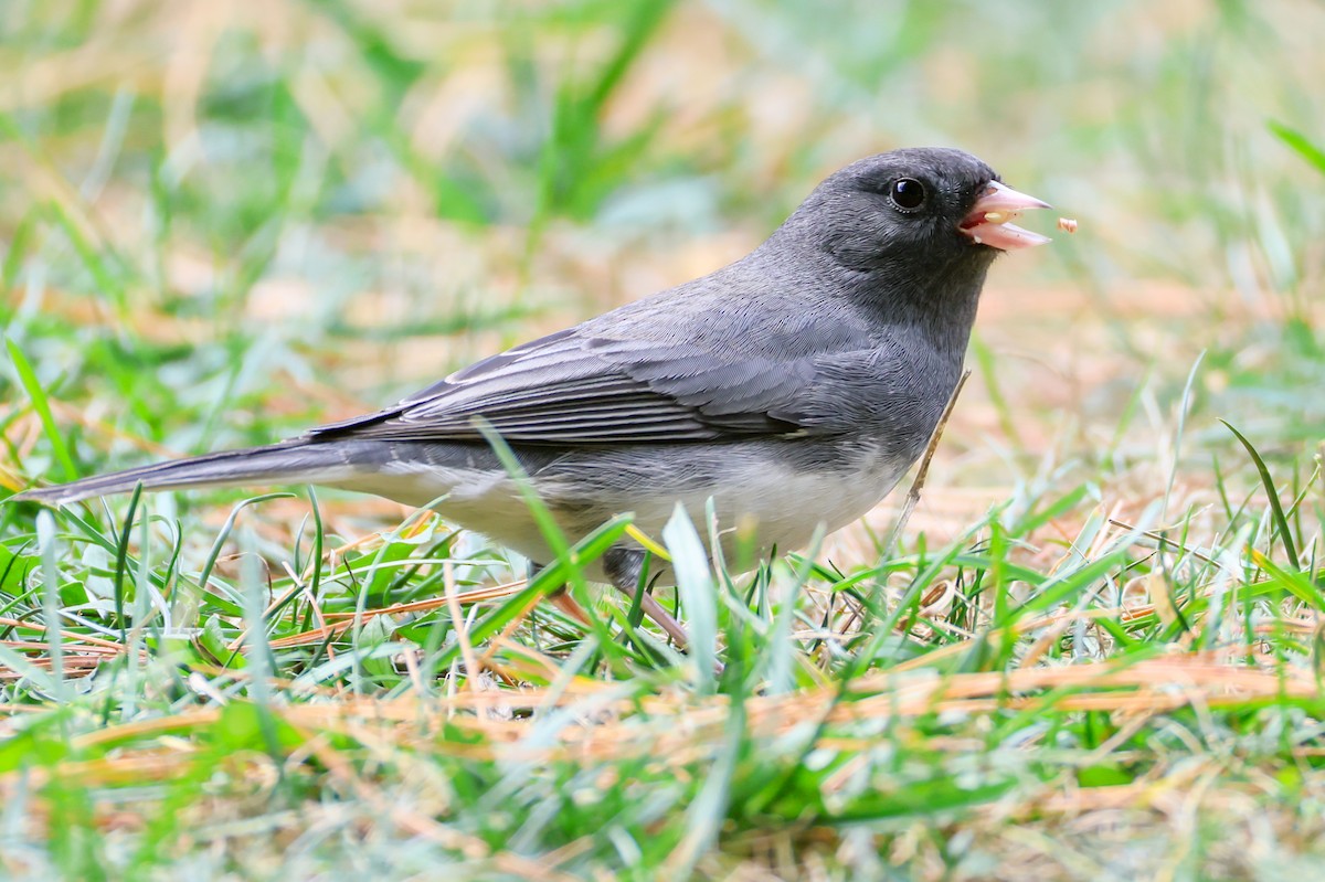 Dark-eyed Junco - ML644138933