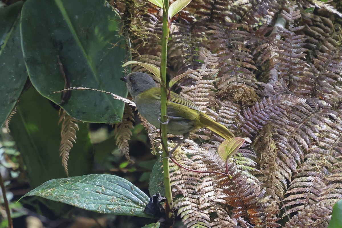 Dusky Chlorospingus - ML644138941