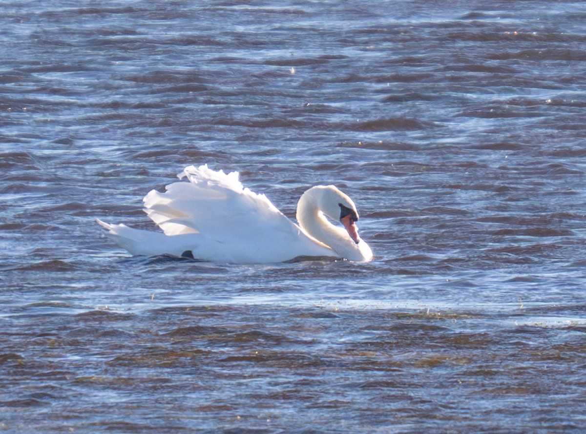 コブハクチョウ - ML644138942