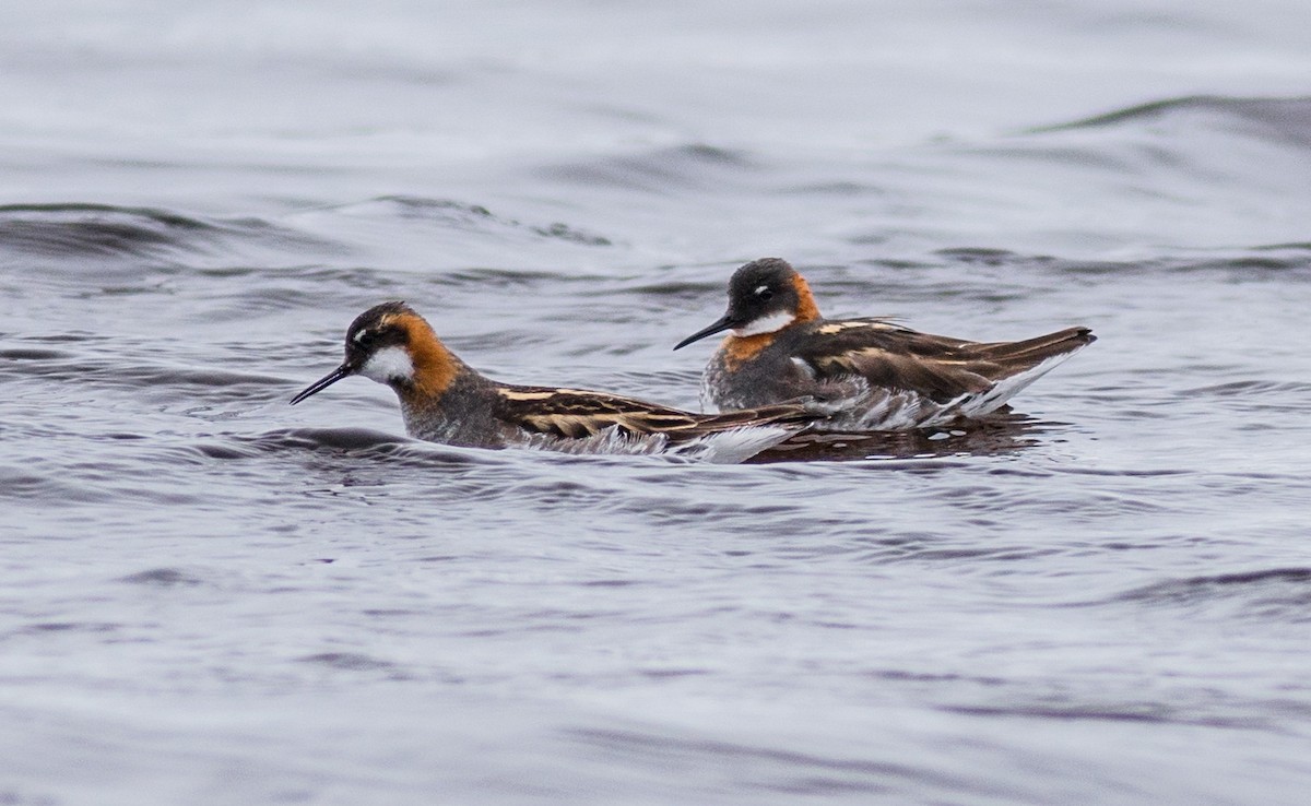 Red-necked Phalarope - ML644138944