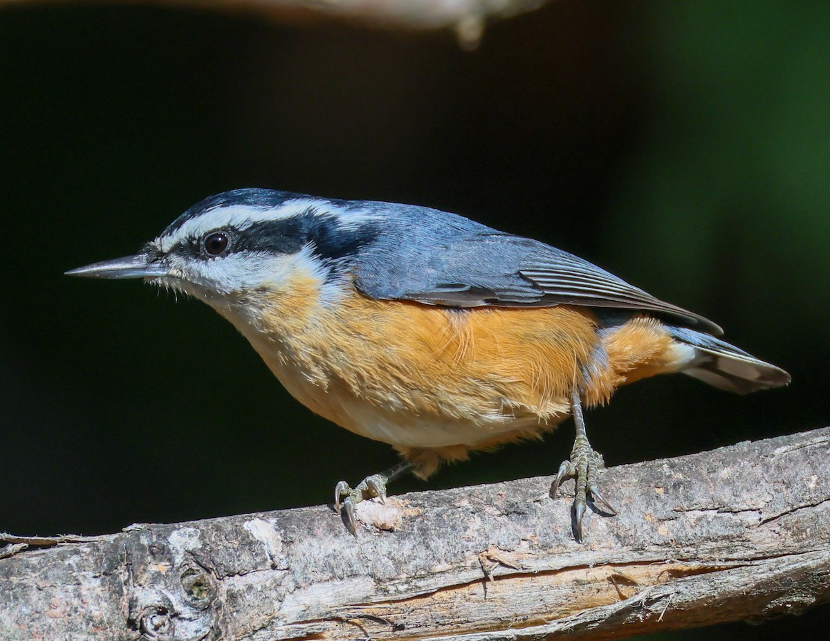 Red-breasted Nuthatch - ML644138946