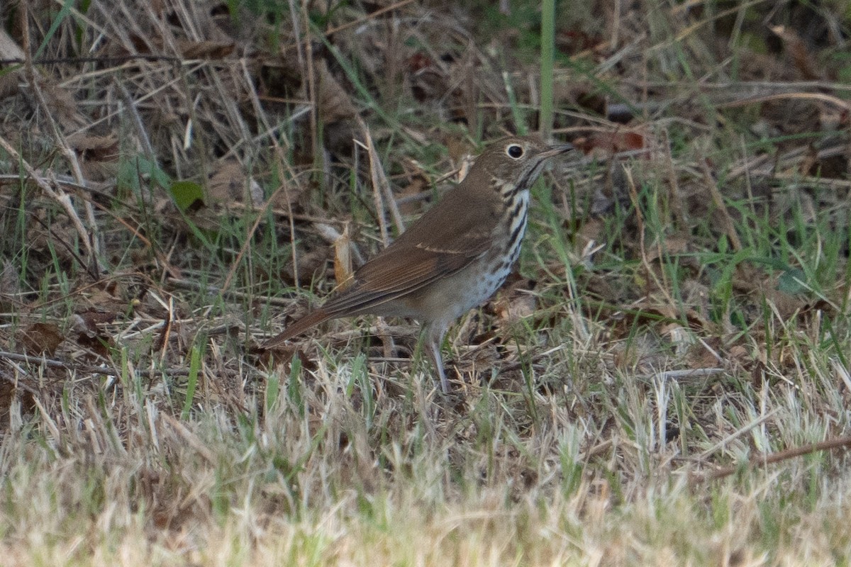 קיכלי חלוד-זנב - ML644138948