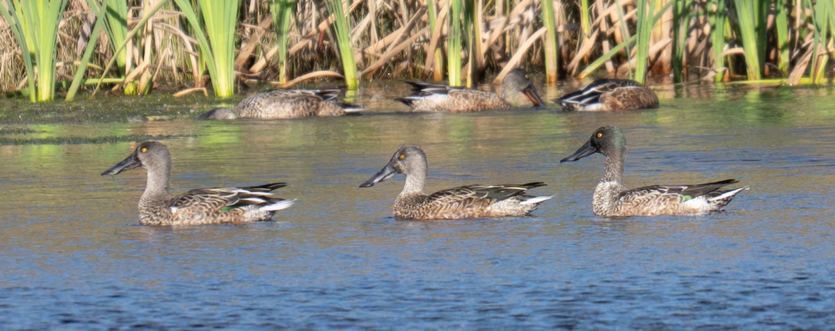 ハシビロガモ - ML644138954