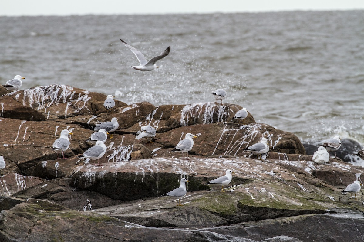 American Herring Gull - ML644138958
