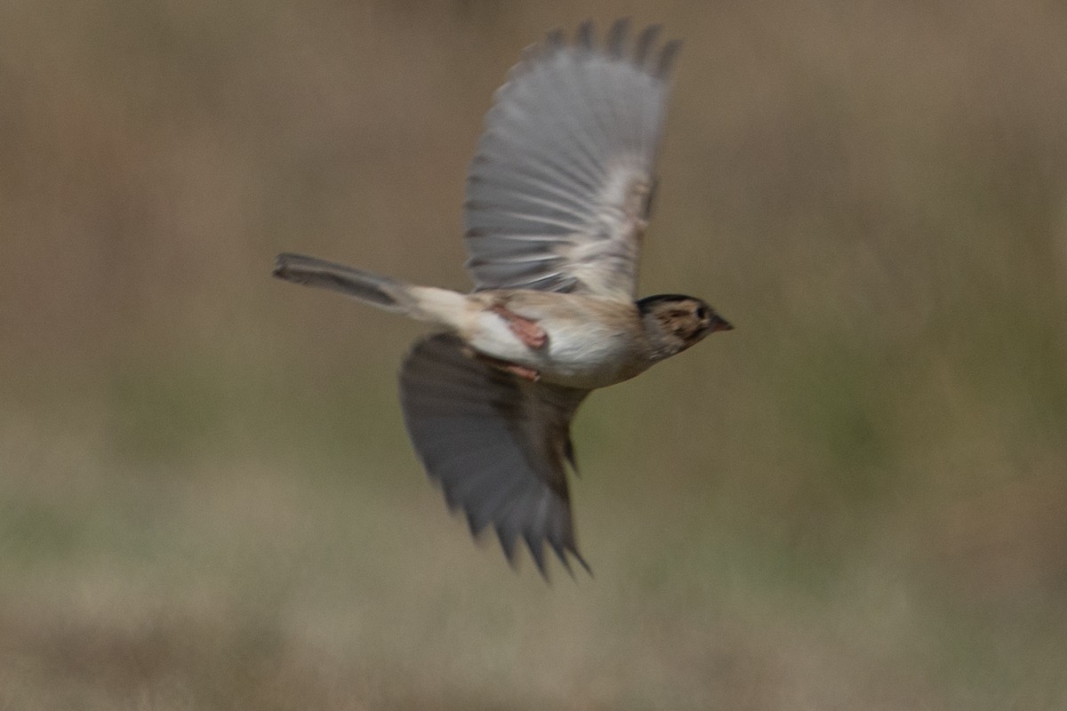 Clay-colored Sparrow - ML644138959
