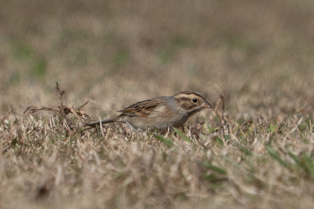 Clay-colored Sparrow - ML644138960