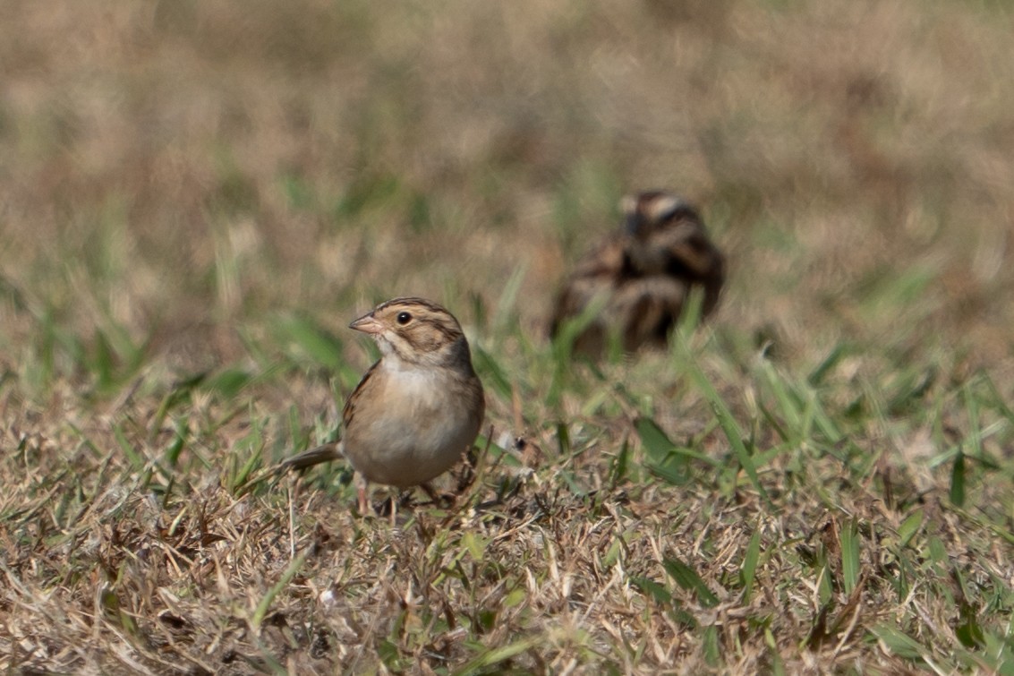 Clay-colored Sparrow - ML644138961