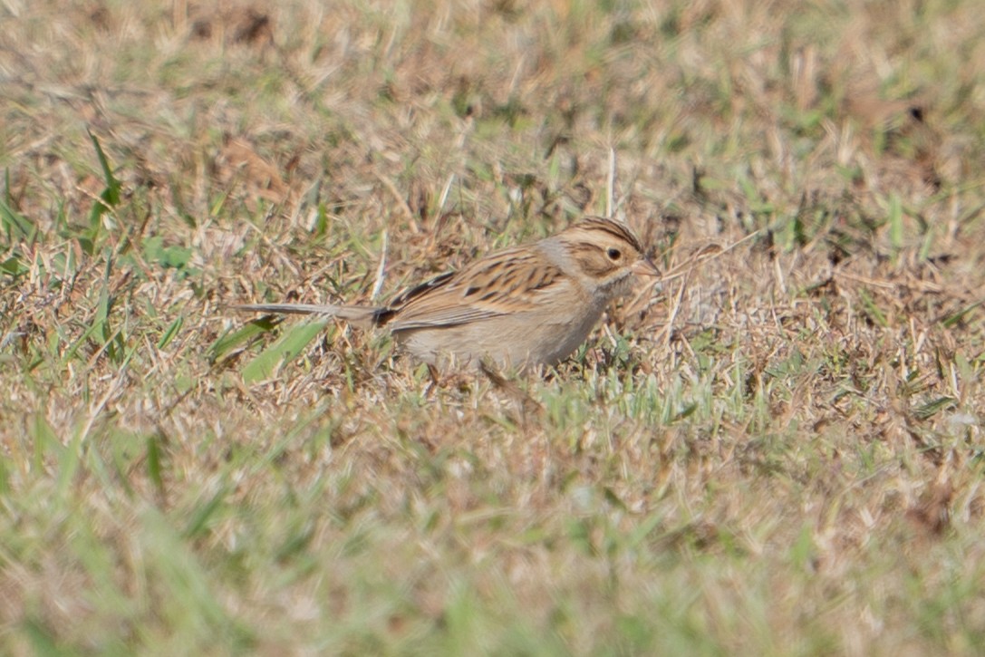 Clay-colored Sparrow - ML644138962