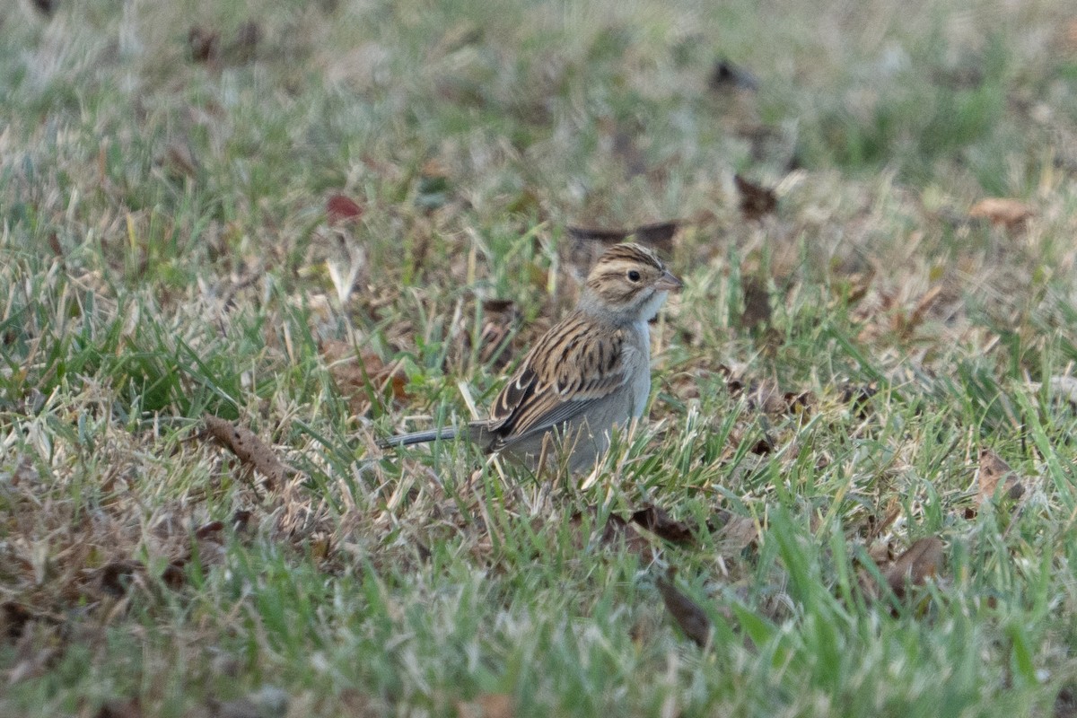 Clay-colored Sparrow - ML644138963
