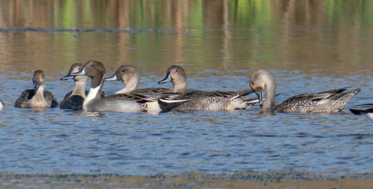 オナガガモ - ML644138966