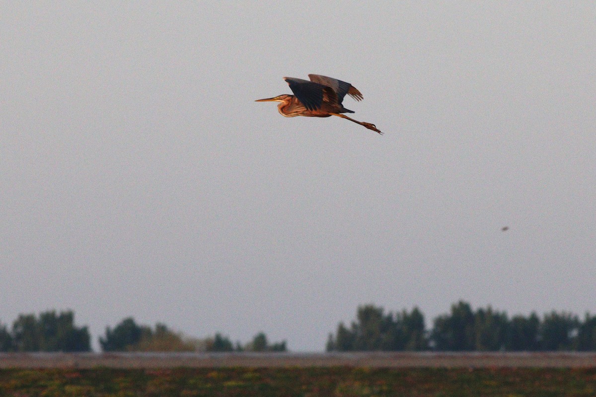 volavka červená - ML644138973