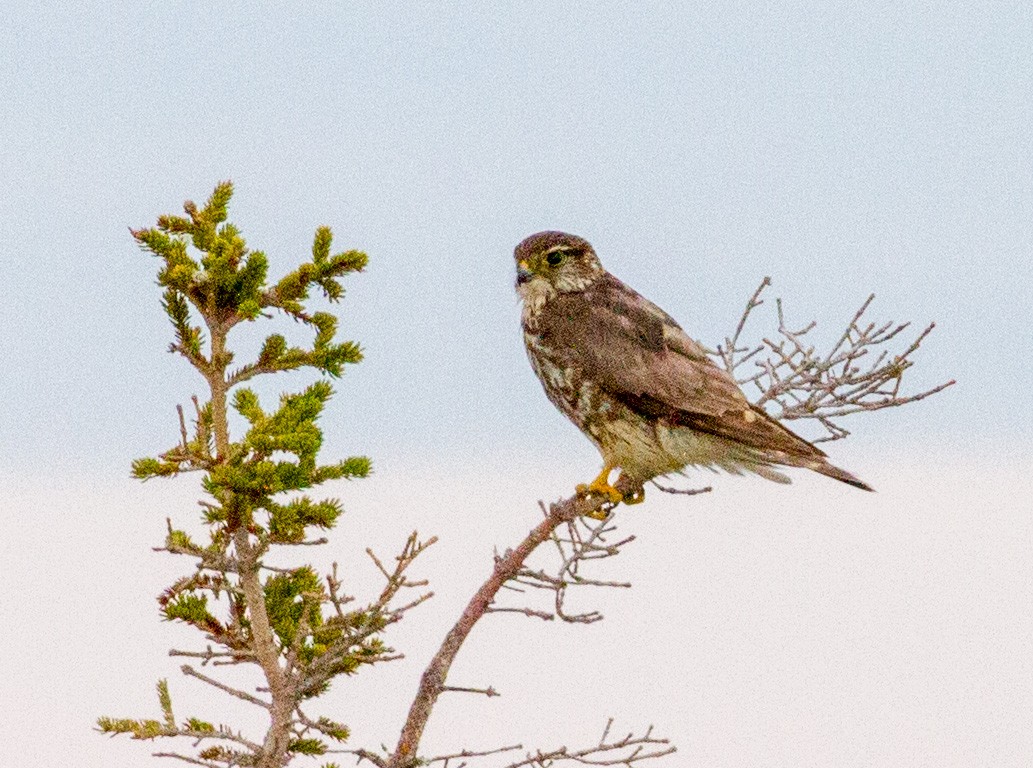 Merlin - ML644138974